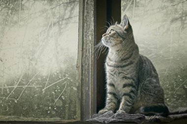  Sevimli tekir kedi pencere üzerinde oturan ve uzağa bakıyor.
