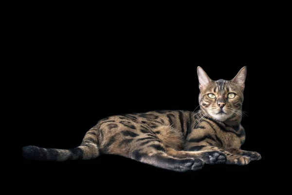 แมวเบงกอลนอนลงและมองกล กแยกจากพ นหล — ภาพถ่ายสต็อก
