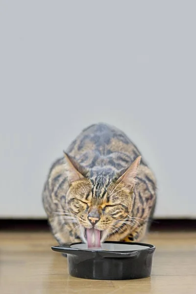 Hungrige Tabby Katze Ragt Neben Einer Futterschale Die Zunge Heraus — Stockfoto