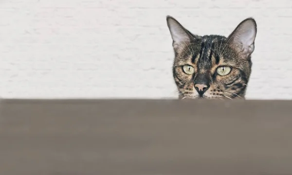 好奇心旺盛なベンガル猫がテーブルで食べ物を探しています コピースペース付きの水平画像 — ストック写真