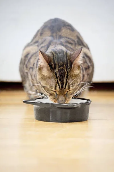 Retrato Gato Tabby Comiendo Plato Comida Para Mascotas Imagen Vertical — Foto de Stock