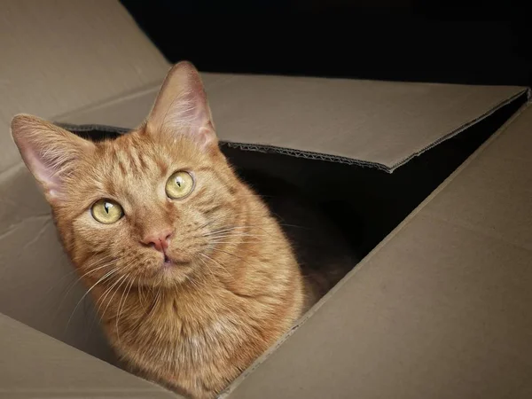 Ginger Gato Sentado Uma Caixa Papelão Olhando Curioso Para Câmera — Fotografia de Stock