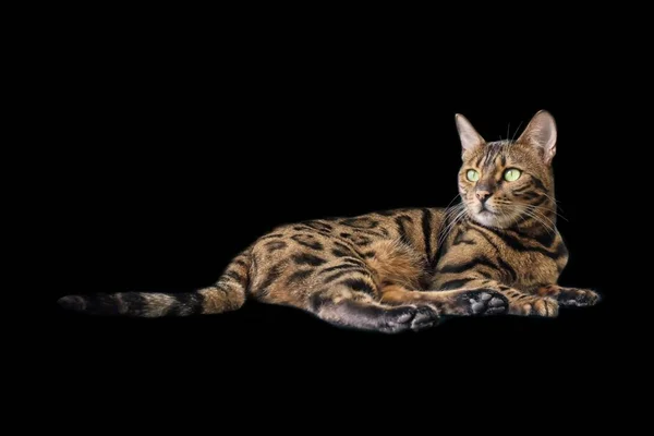 Lindo Gato Bengala Acostado Mirando Hacia Otro Lado Aislado Sobre — Foto de Stock