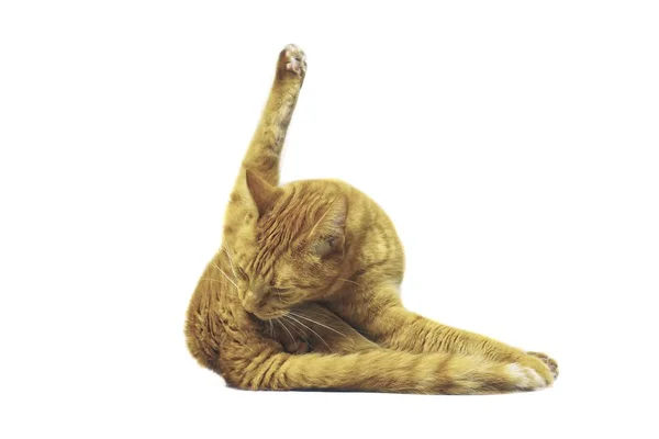 Gato Divertido Hacer Pose Yoga Aislado Sobre Fondo Blanco —  Fotos de Stock