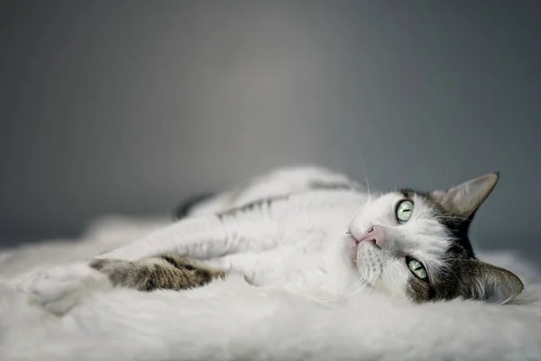 Lindo Gato Tabby Acostado Una Piel Oveja Mirando Hacia Otro —  Fotos de Stock