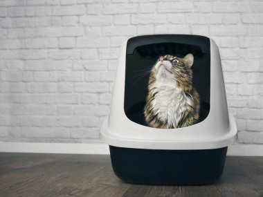 Sevimli maine rakun kedi kapalı bir llitter kutusunda oturan ve meraklı arıyorum.