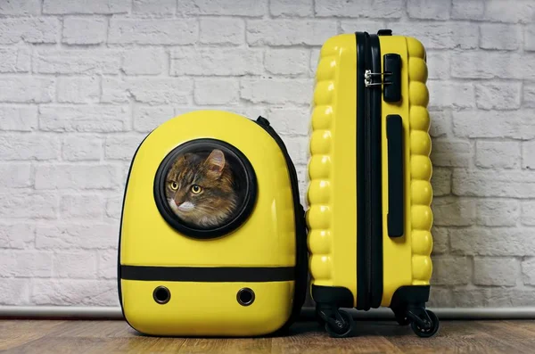 Cute Maine coon cat looking curious out of a backpack carrier next to a yellow suitcase.