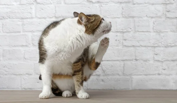 Indoor Gato Tabby Está Tentando Coçar Orelha — Fotografia de Stock