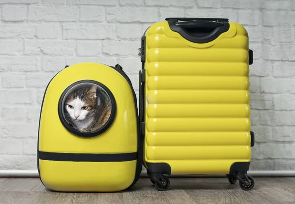 Cute tabby cat in a backpack carrier next to yellow suitcase is ready to travel.