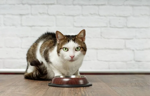 Hambriento Gato Tabby Lado Plato Comida Mirando Cámara Esperando Por — Foto de Stock