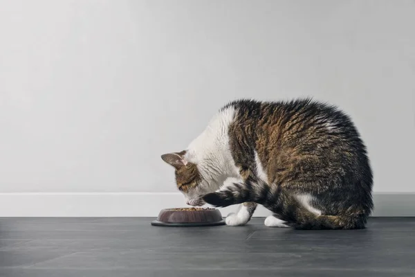 Tabby Kot Jedzenia Miski Widok Profilu Przestrzenią Kopiowania — Zdjęcie stockowe