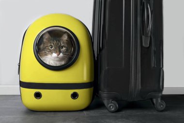 Ana rakun kedi bir seyahat bavulyanında bir sırt çantası taşıyıcı meraklı bakıyor.