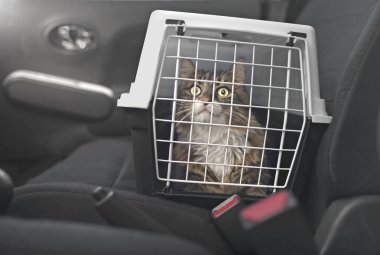 Bir evcil hayvan taşıyıcı Sevimli Maine coon kedi bir araba yolcu koltuğunda duruyor.