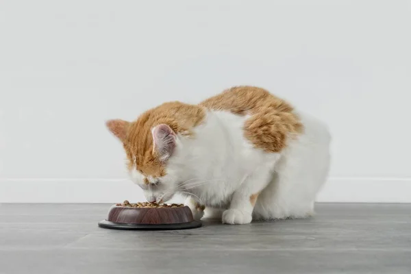 Curioso Gato Tabby Olfateando Tazón Con Comida Para Gatos — Foto de Stock