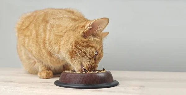Lindo Gato Jengibre Comiendo Comida Seca Tazón Comida Imagen Panorámica — Foto de Stock