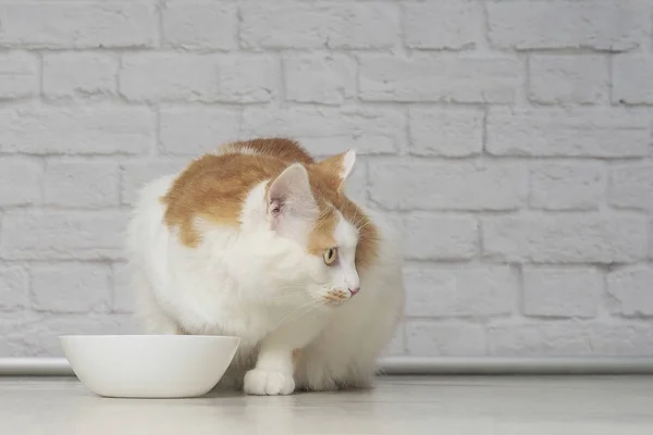 Cute Kotek Tabby Siedzi Obok Miski Żywności Patrząc Daleko — Zdjęcie stockowe