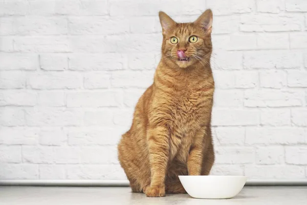 Legrační Zázvor Kočka Lízání Jeho Tvář Vedle Bílé Jídlo Misky — Stock fotografie