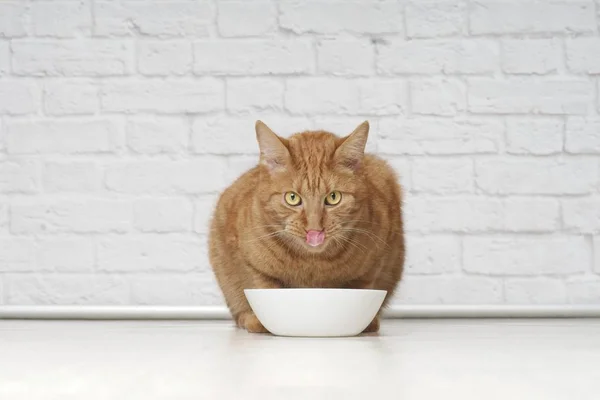 Divertido Jengibre Gato Lamiendo Cara Junto Plato Comida — Foto de Stock