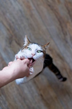 Hayvan sahibi kedi maması veriyor. Kopyalama alanı olan dikey resim.