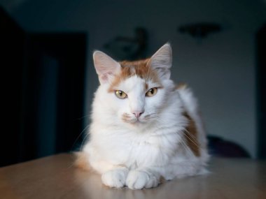 Masada oturan sevimli uzun saçlı kedi doğrudan kameraya bakıyor..