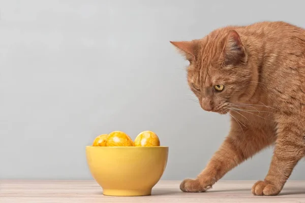 Gato Jengibre Divertido Buscando Curiosos Huevos Pascua Tazón Amarillo Imagen — Foto de Stock