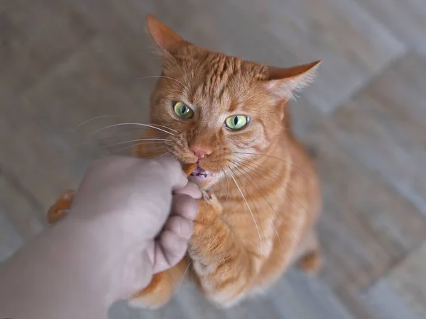 Dono Animais Estimação Que Alimentam Guloseimas Gato Gengibre Brincalhão Vista — Fotografia de Stock