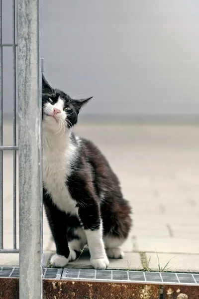 Симпатичная Кошка Смокинге Сидит Улице Смешно Смотрит Камеру — стоковое фото