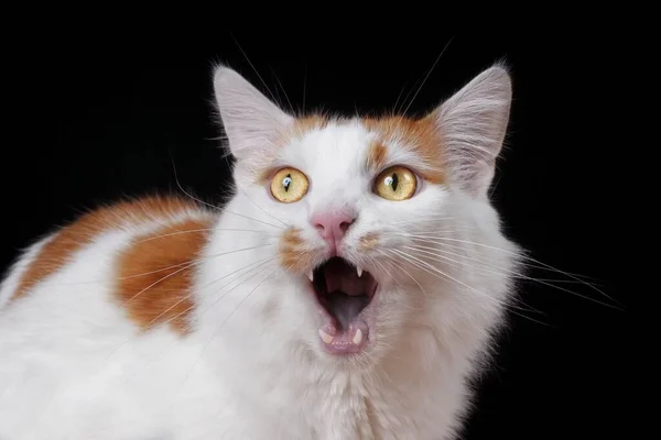 Close Portrait Hissing Longhair Cat Isolated Black Background — Stock Photo, Image