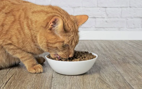 Close Gato Gengibre Comendo Alimentos Secos Prato Comida Branca Vista — Fotografia de Stock