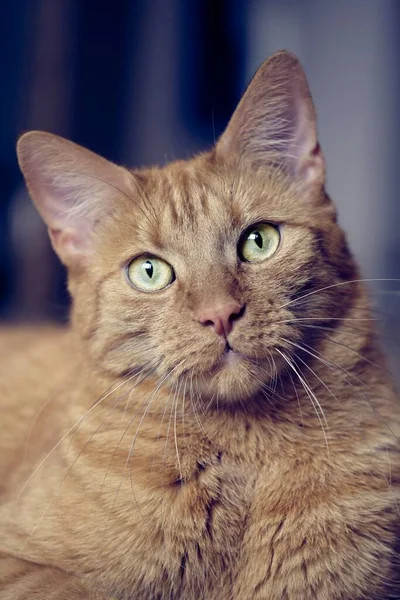 Nahaufnahme Porträt Einer Ingwerkatze Die Neugierig Die Kamera Blickt — Stockfoto