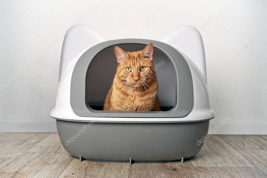 Ginger cat sitting in a litter box and look funny to the camera.
