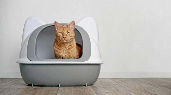 Cute Ginger Cat Sitting Litter Box Look Camera Panoramic Image — Stock Photo, Image