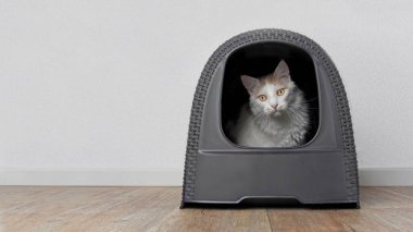Kedi kum havuzunda oturuyor ve kameraya komik görünüyor. Bireysel metniniz için kopyalanmış panoramik resim.