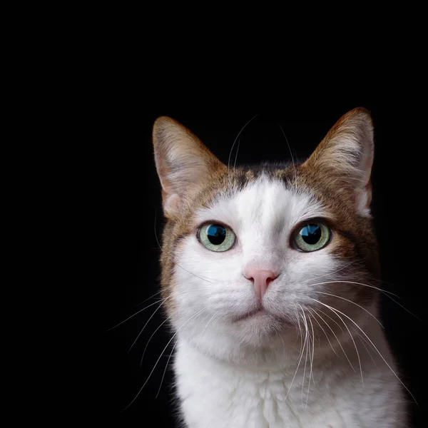 Gatto Tavolo Sembra Curioso Alla Telecamera Immagine Quadrata Con Spazio — Foto Stock