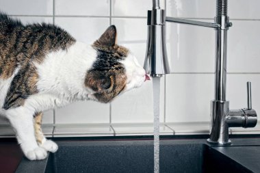 Susamış tekir kedi musluktan akan suyu içiyor..