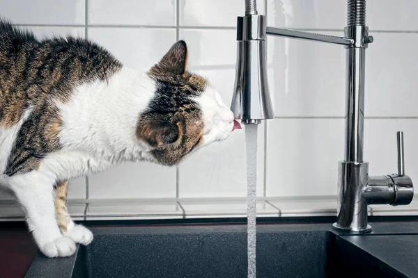 Sediento Gato Tabby Beber Agua Corriente Del Grifo Del Fregadero — Foto de Stock