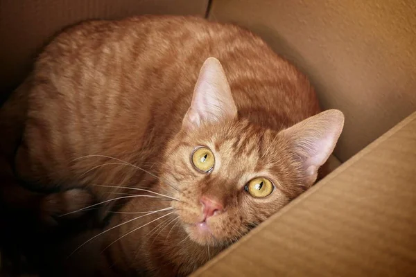 Chat Roux Dans Une Boîte Carton Regardant Curieux Caméra — Photo