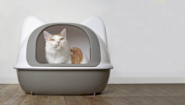 Tekir kedi çöp kutusundan komik görünüyor. Bireysel metniniz için kopyalanmış panoramik resim.