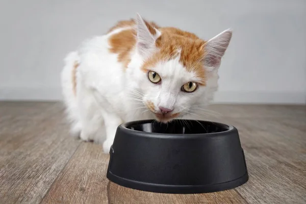 Roztomilý Tabby Kočka Dělá Legrační Obličej Vedle Misky Jídlem — Stock fotografie