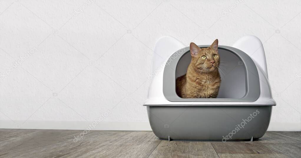 Cute ginger cat looking out of a closed Litter box. Panramic image with copy space.