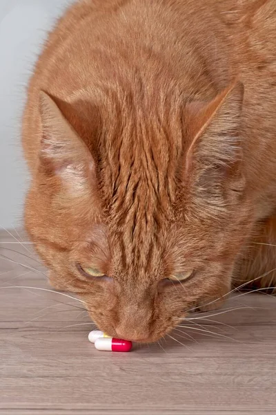 Czerwony Kot Ciekawy Kapsułek Medycznych Stole — Zdjęcie stockowe