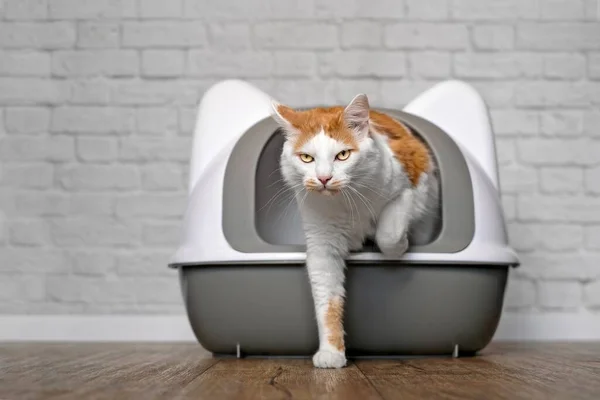 Gracioso Gato Tabby Saliendo Una Caja Arena Imagen Panorámica Con — Foto de Stock