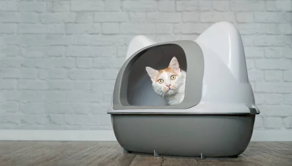 Симпатичная Тэбби Кошка Сидящая Закрытом Ящике Любопытно Выглядывающая — стоковое фото