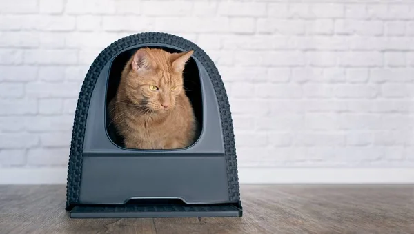 Gato Doméstico Mirando Fuera Una Caja Arena Cerrada Imagen Panorámica — Foto de Stock