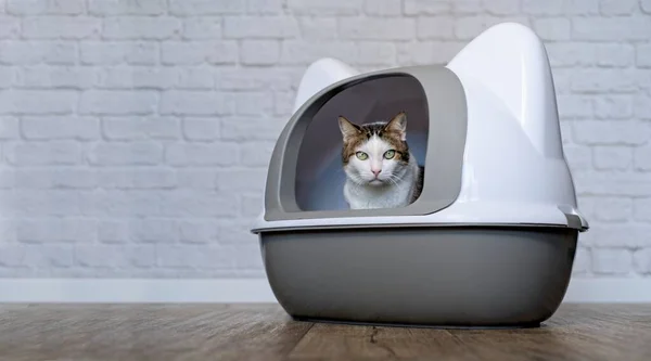 Tekir kedi kapalı bir çöp kutusunda oturuyor ve kameraya meraklı bakıyor..