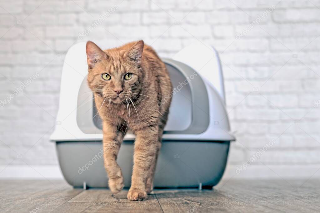  Cute ginger cat going out of a litter box. Horizontal image with soft focus.