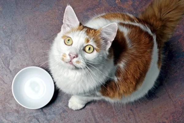 Divertido Gato Tabby Lado Emty Tazón Comida Mirando Hacia Cámara — Foto de Stock