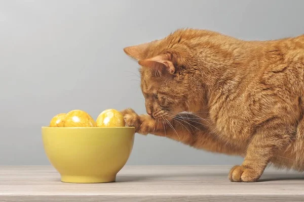 Divertido Gato Jengibre Mirando Curioso Los Huevos Pascua Tazón Amarillo — Foto de Stock