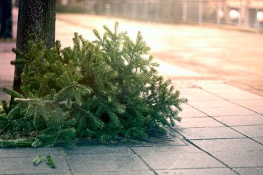 Kaldırımdaki tatilden sonra atılmış Noel ağacı..