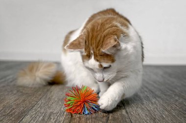Sevimli tekir kedi Oyuncak topla oynuyor.